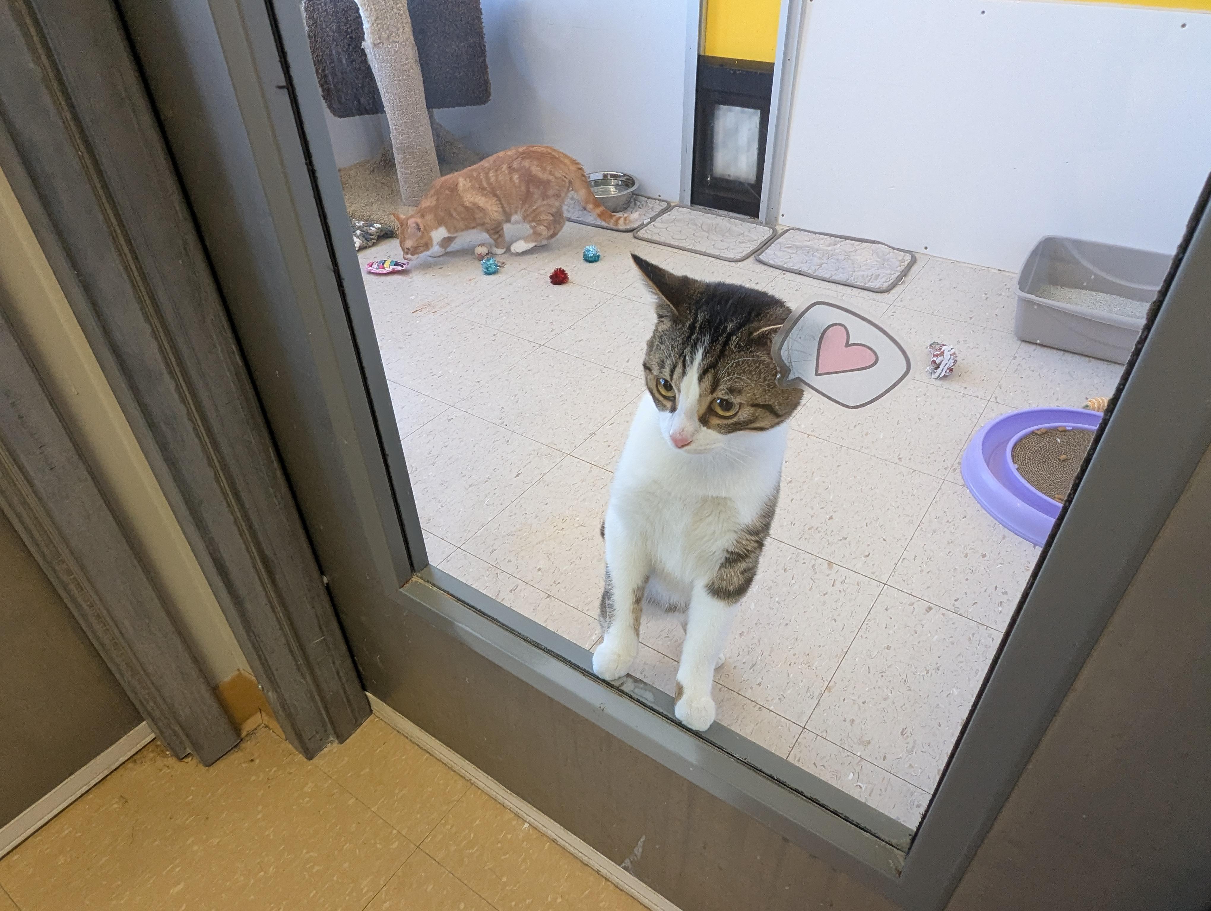 Kiwi, an adopted Domestic Short Hair in Morden, MB image 5/5