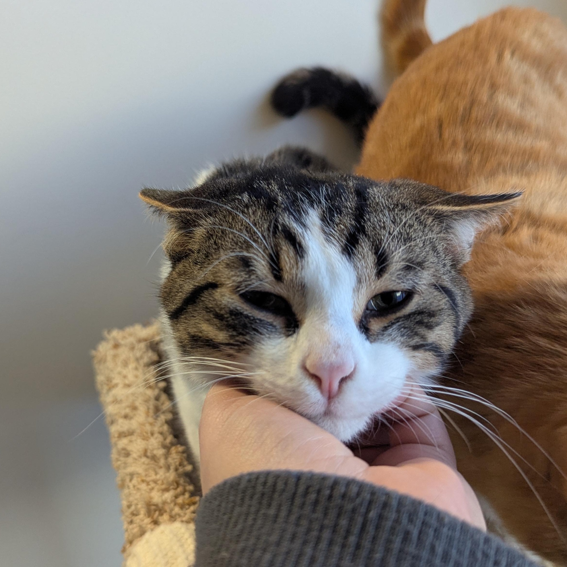 Kiwi, an adopted Domestic Short Hair in Morden, MB image 4/5