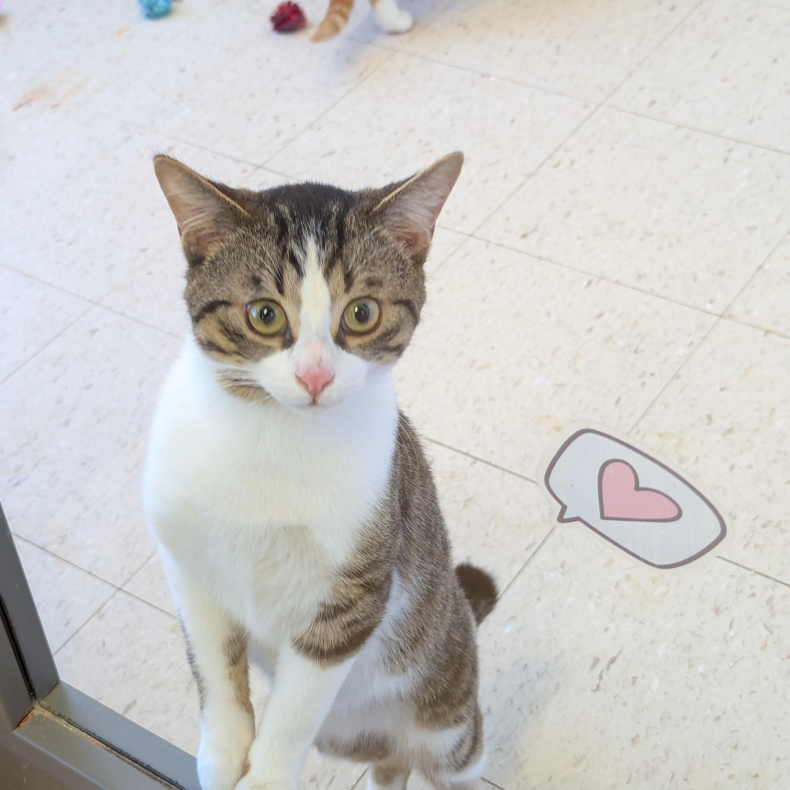 Kiwi, an adopted Domestic Short Hair in Morden, MB image 1/5