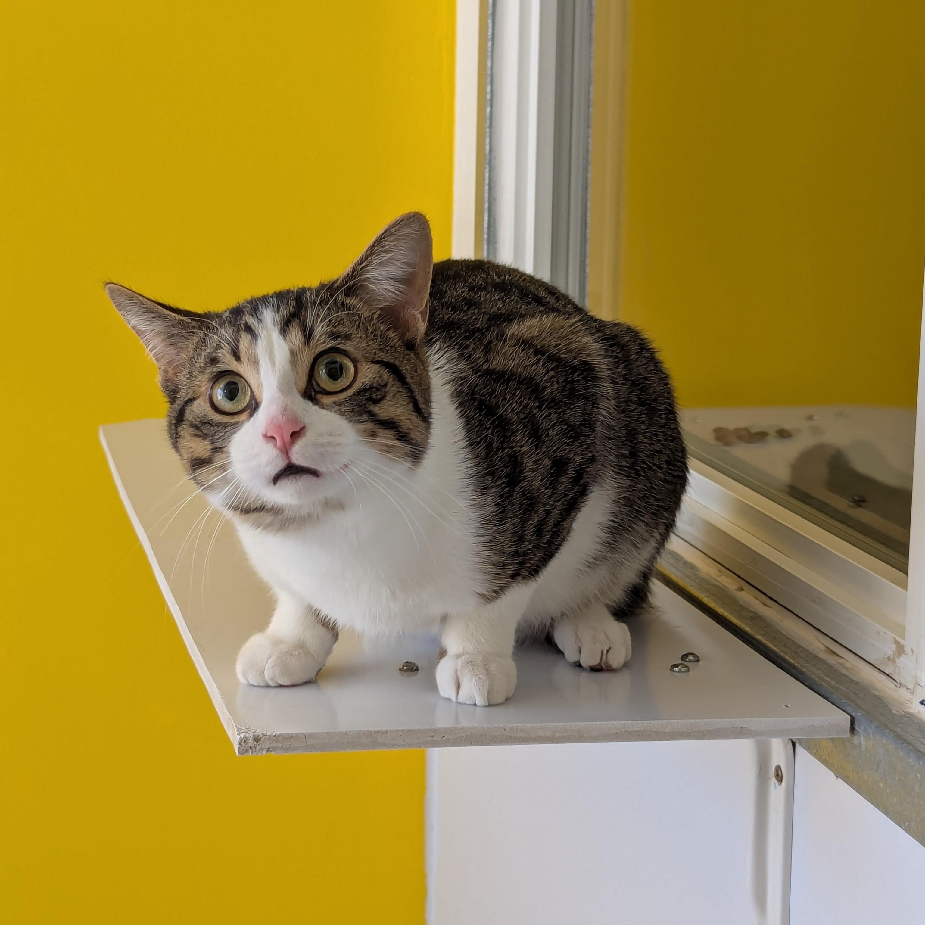 Kiwi, an adopted Domestic Short Hair in Morden, MB image 2/5