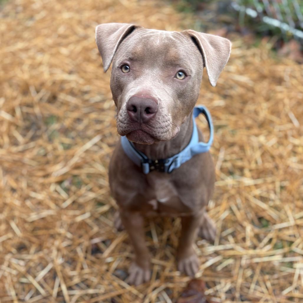 Toby, Adoptable, Young Male Pit Bull Terrier.