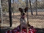 Enlarge Maddie June, a ADOPTABLE mixed breed in Boerne, TX image 3/4