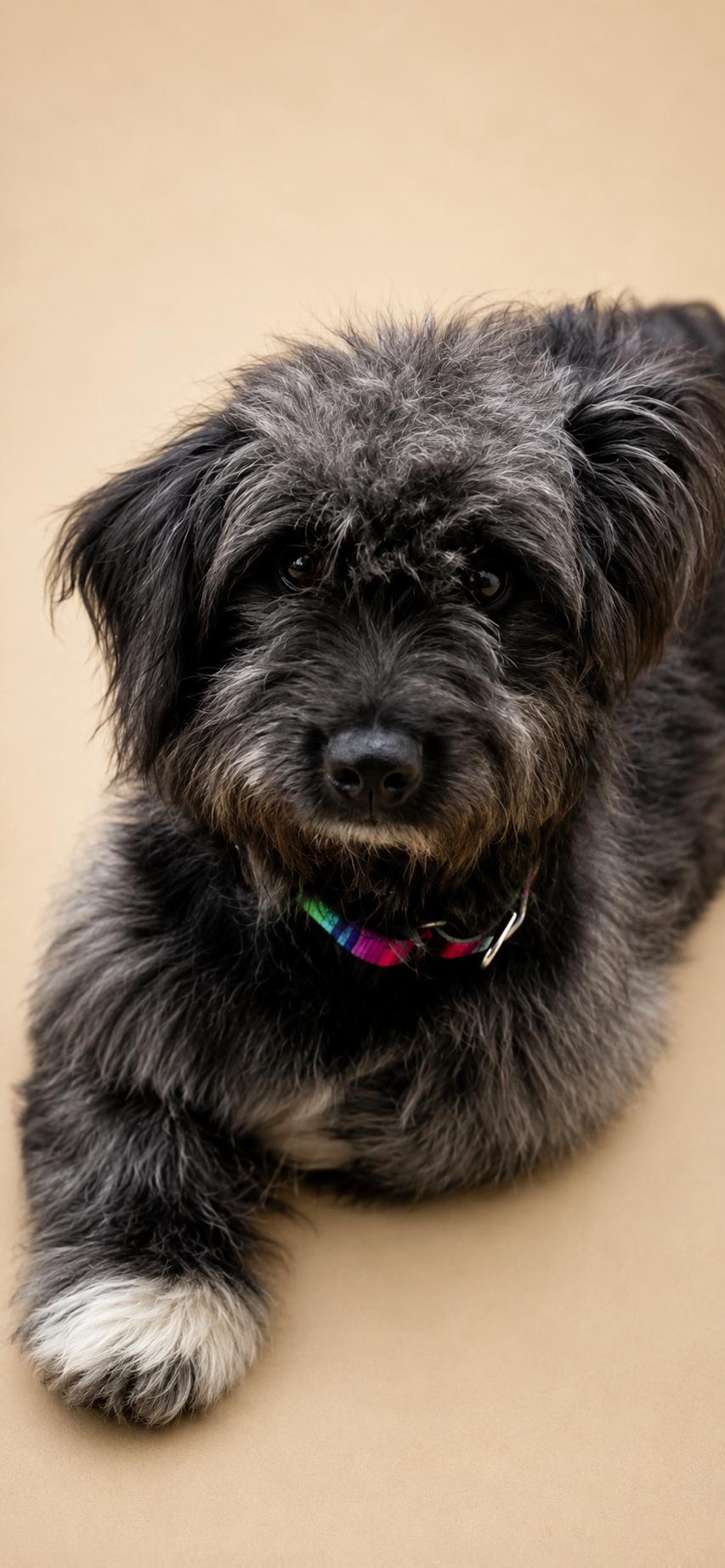 Enlarge Errol, an adopted mixed breed in Vernon, CT image 1/6