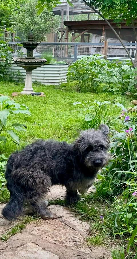 Enlarge Errol, an adopted mixed breed in Vernon, CT image 2/6