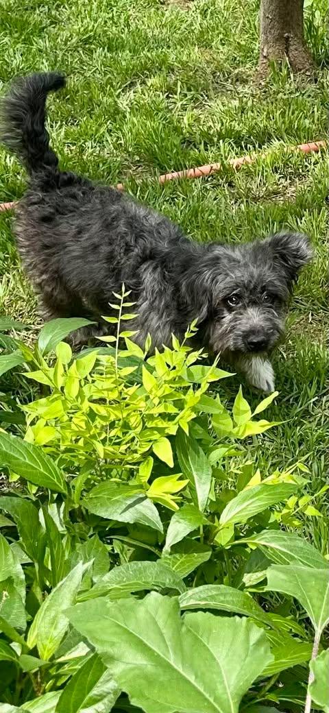 Enlarge Errol, an adopted mixed breed in Vernon, CT image 3/6