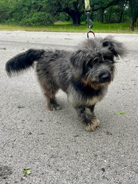 Enlarge Errol, an adopted mixed breed in Vernon, CT image 4/6