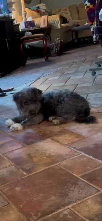 Enlarge Errol, an adopted mixed breed in Vernon, CT video 5/6