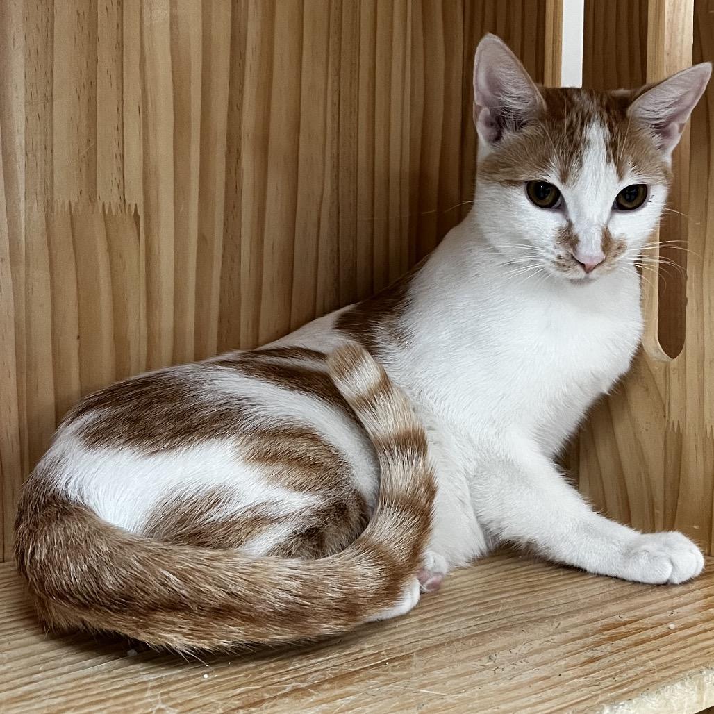 Echo, Adoptable, Young Female Domestic Short Hair.