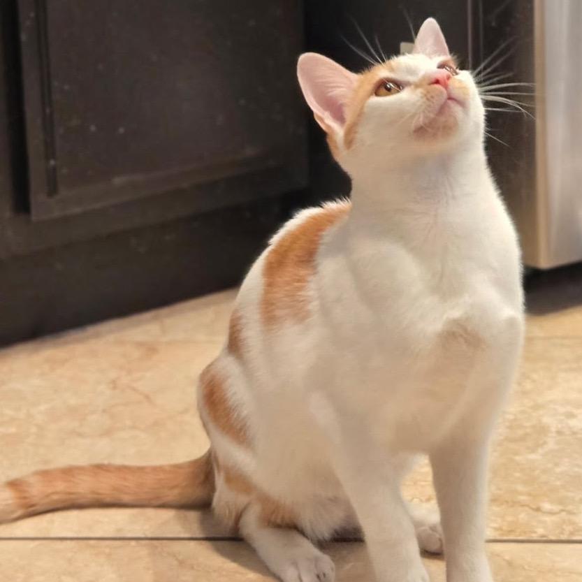 Enlarge Echo, a Adoptable Domestic Short Hair in Yucca Valley, CA image 2/4