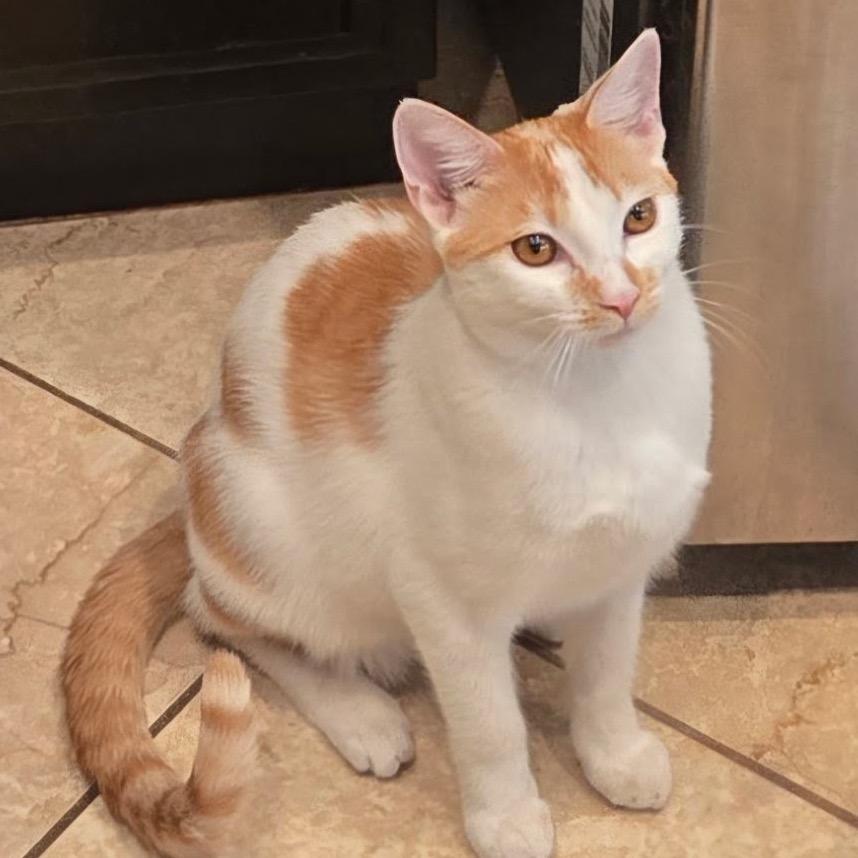 Enlarge Echo, a Adoptable Domestic Short Hair in Yucca Valley, CA image 3/4