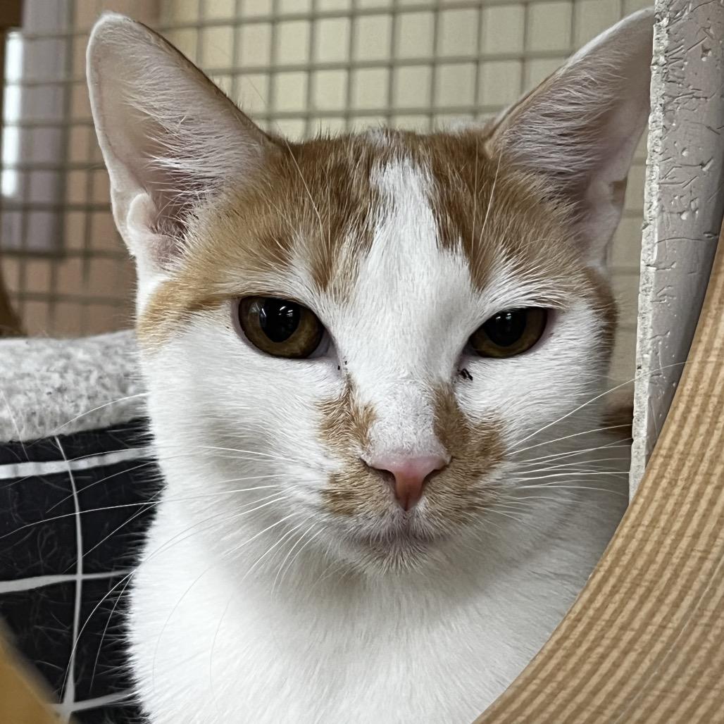 Enlarge Echo, a Adoptable Domestic Short Hair in Yucca Valley, CA image 4/6