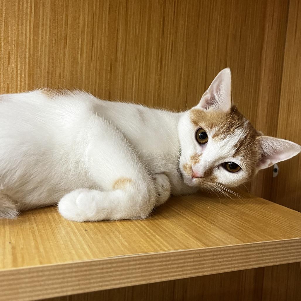 Enlarge Echo, a Adoptable Domestic Short Hair in Yucca Valley, CA image 5/6