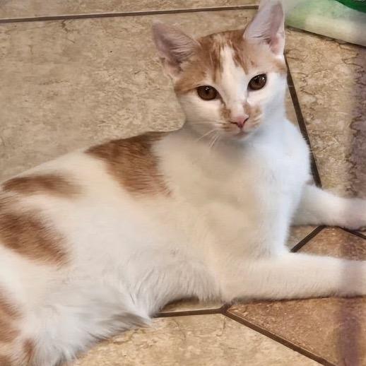 Enlarge Echo, a Adoptable Domestic Short Hair in Yucca Valley, CA image 4/4
