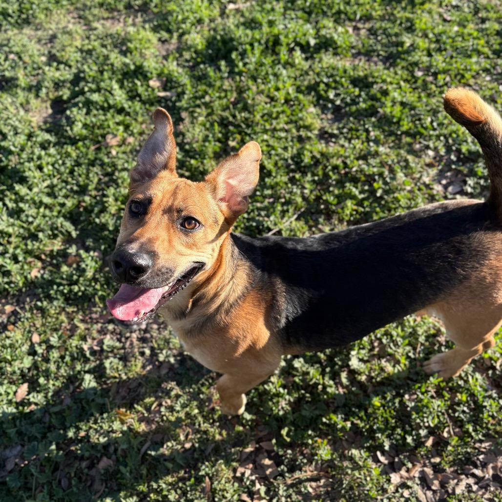 Shortstop, Adoptable, Adult Male Cardigan Welsh Corgi & German Shepherd Dog.