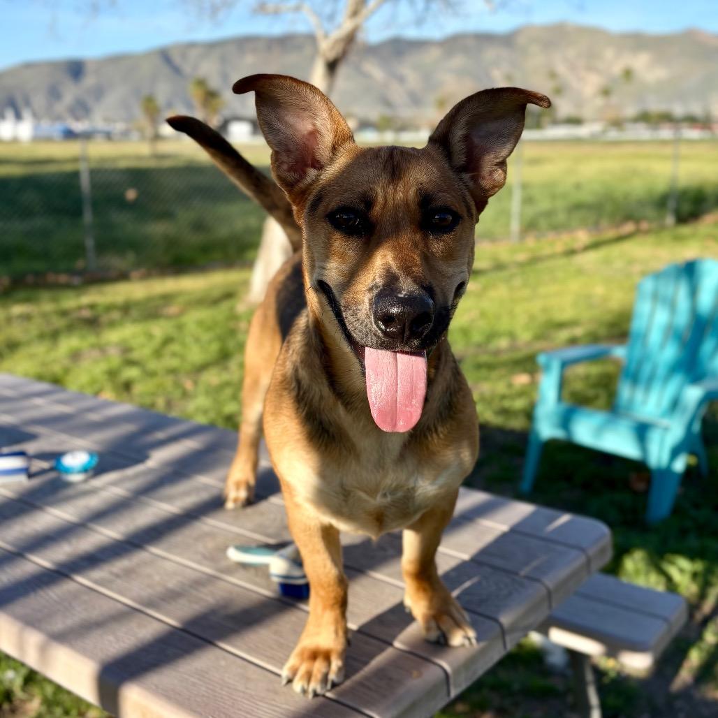 Shortstop, a Adoptable mixed breed in San Jacinto, CA image 2/6