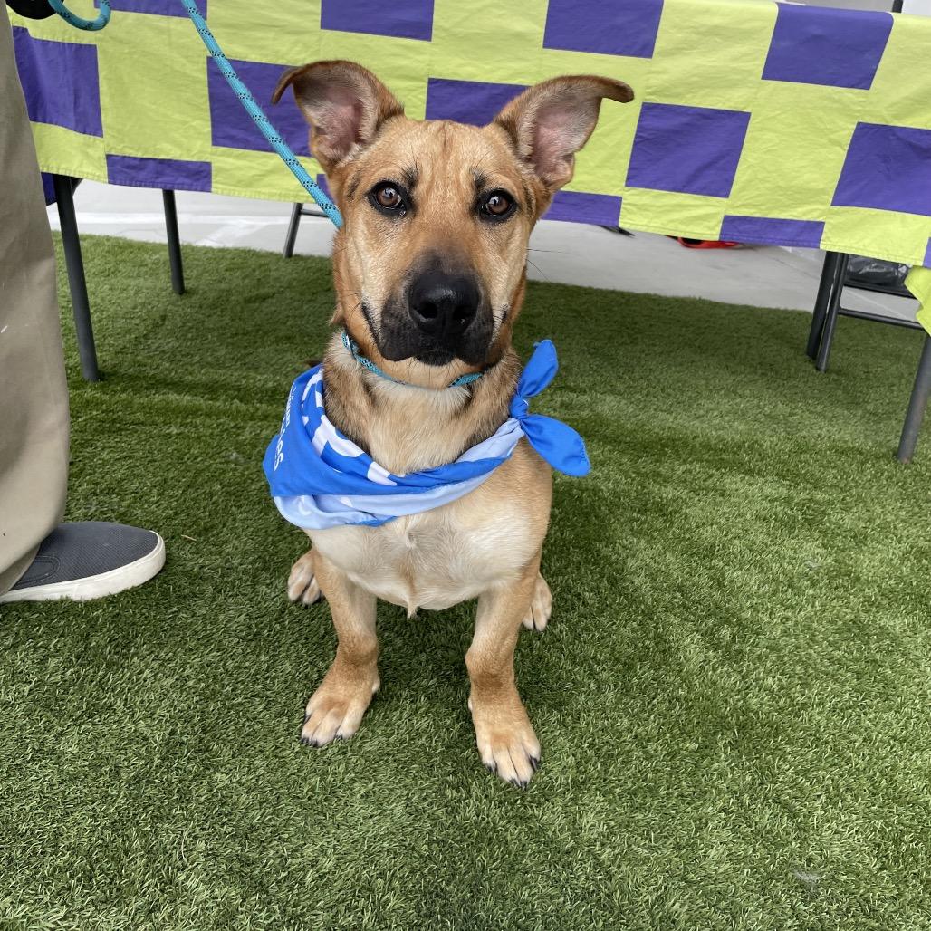 Shortstop, Adoptable, Adult Male Cardigan Welsh Corgi & German Shepherd Dog.