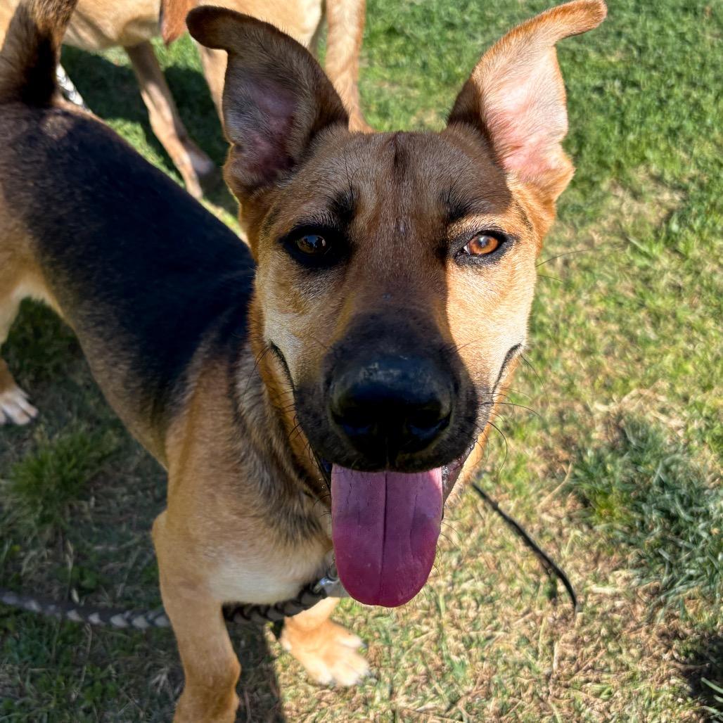 Shortstop, a Adoptable mixed breed in San Jacinto, CA image 2/6