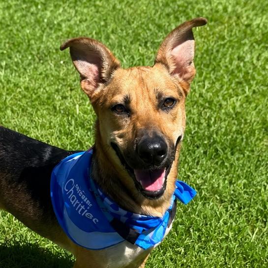 Shortstop, a Adoptable mixed breed in San Jacinto, CA image 3/6