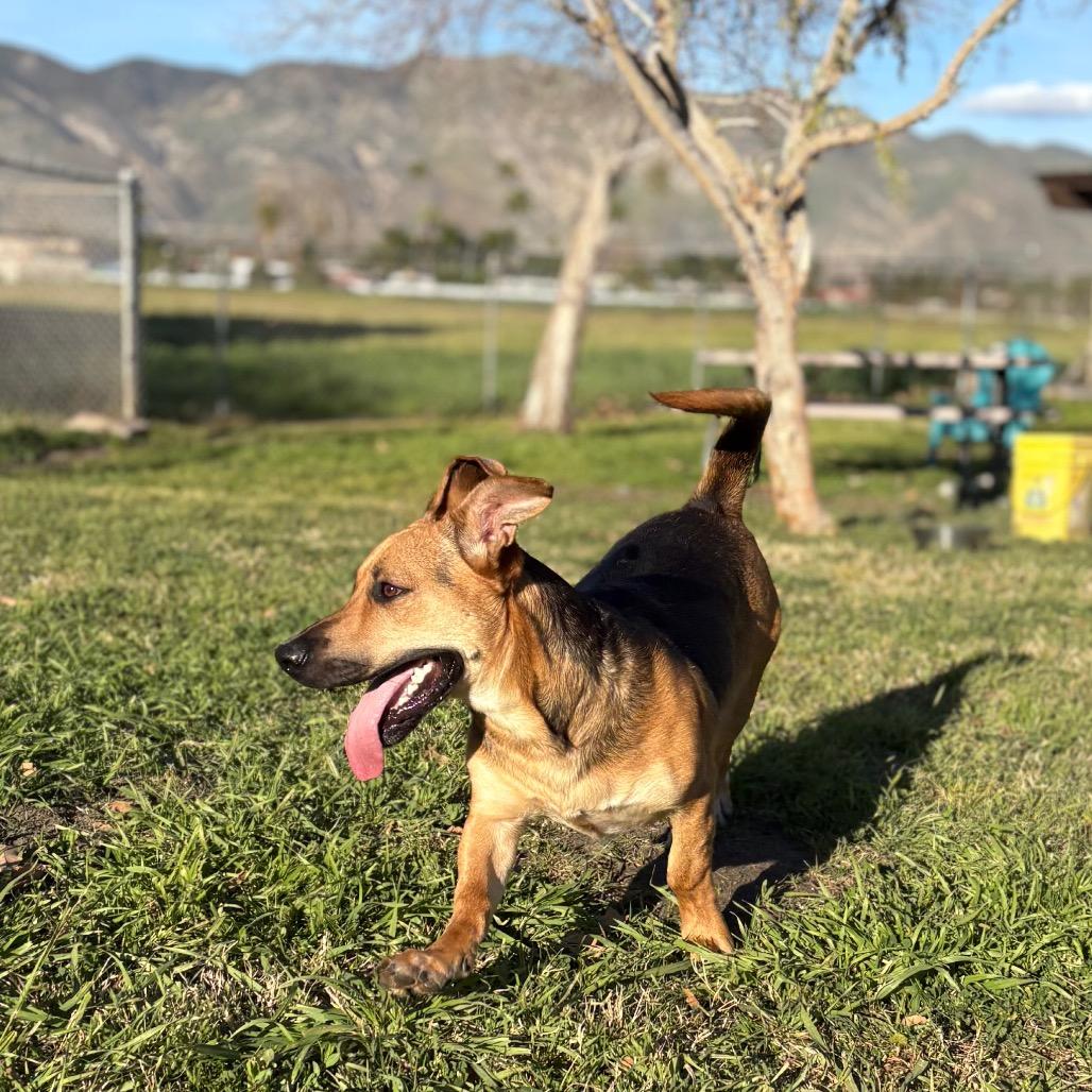 Shortstop, a Adoptable mixed breed in San Jacinto, CA image 4/6