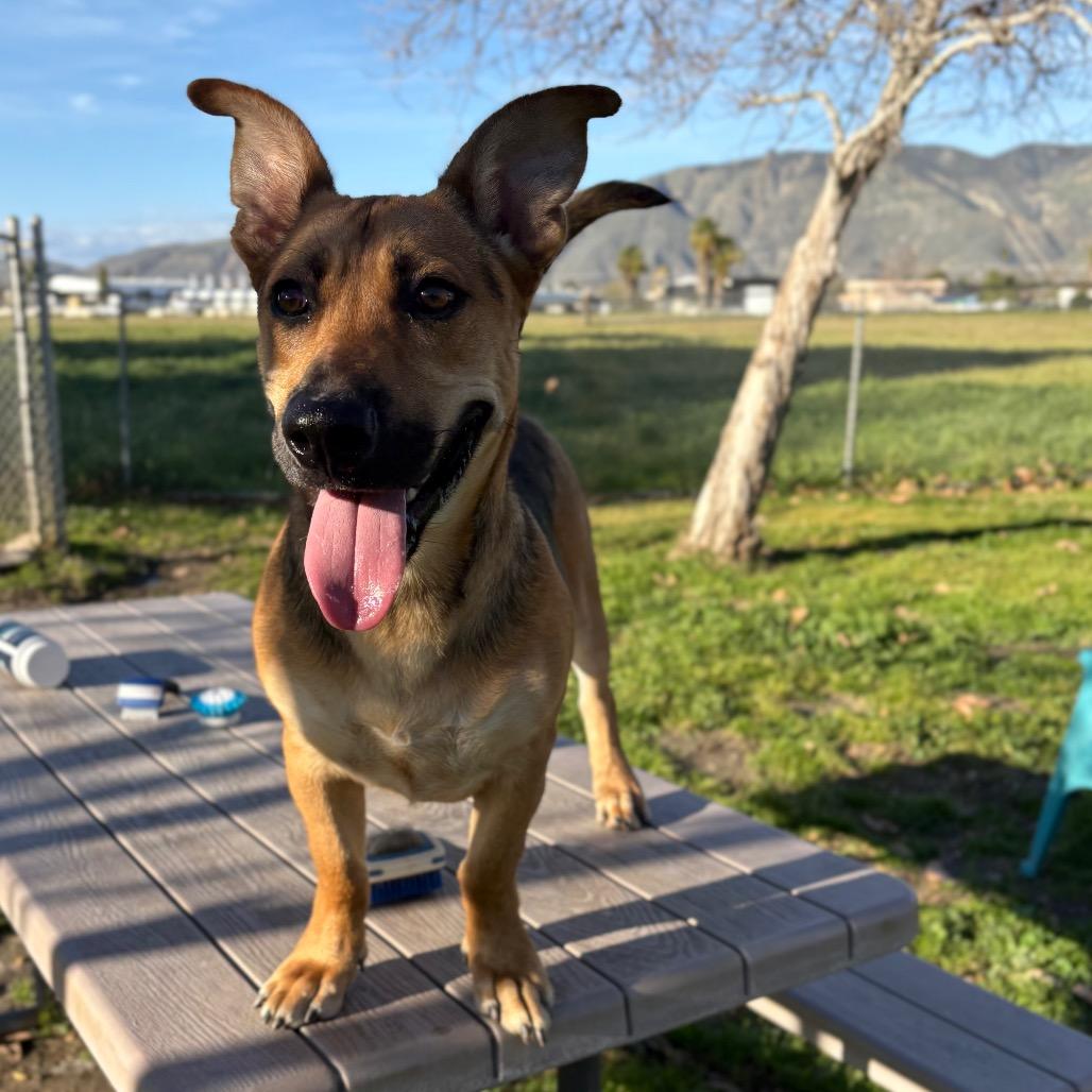 Shortstop, a Adoptable mixed breed in San Jacinto, CA image 5/6