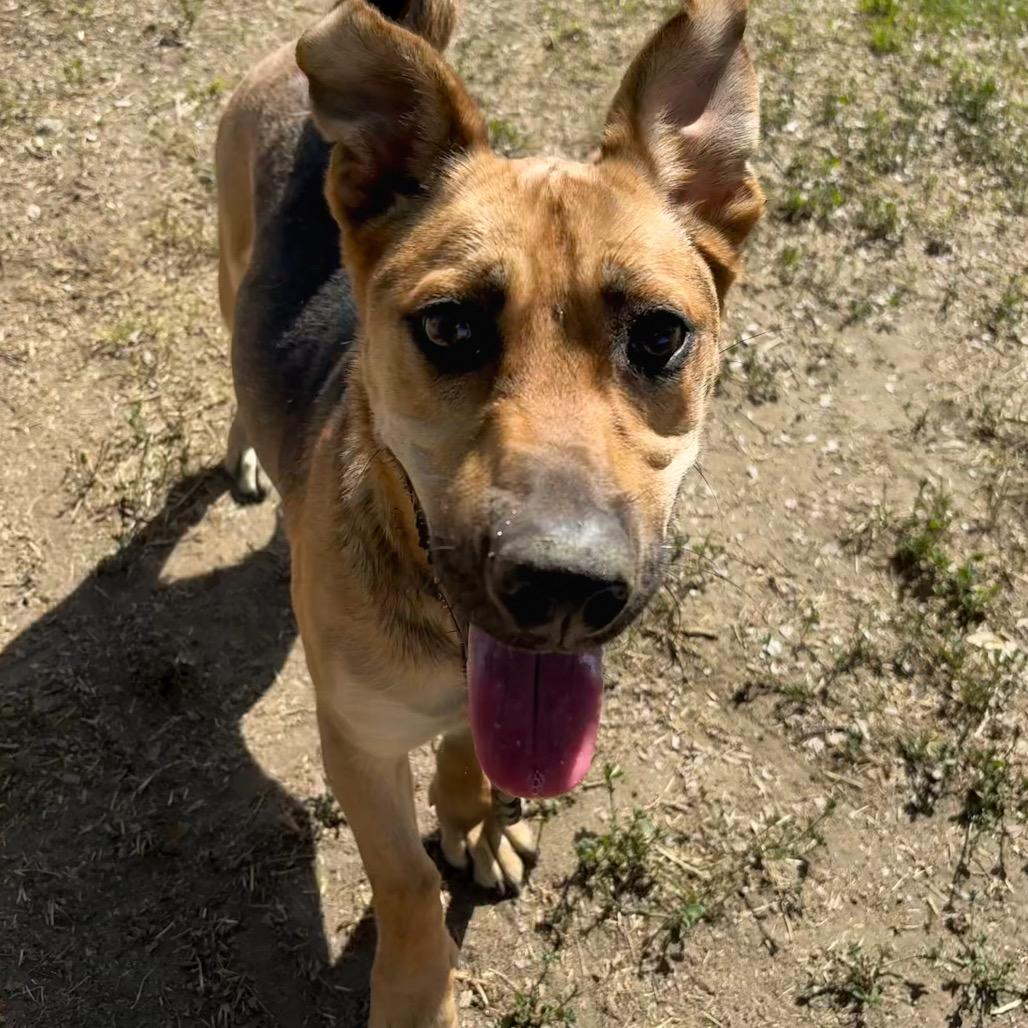 Shortstop, a Adoptable mixed breed in San Jacinto, CA image 5/6