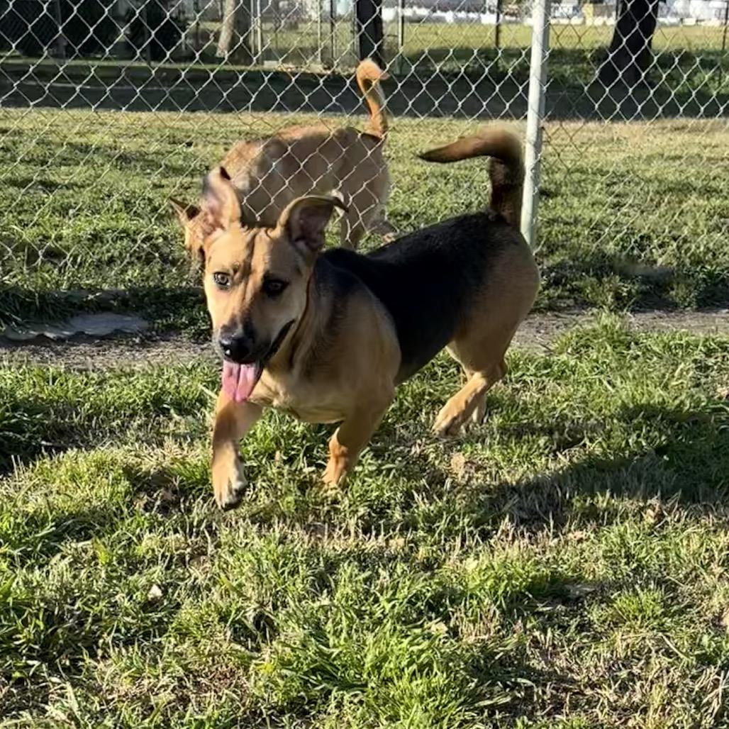Shortstop, a Adoptable mixed breed in San Jacinto, CA image 6/6