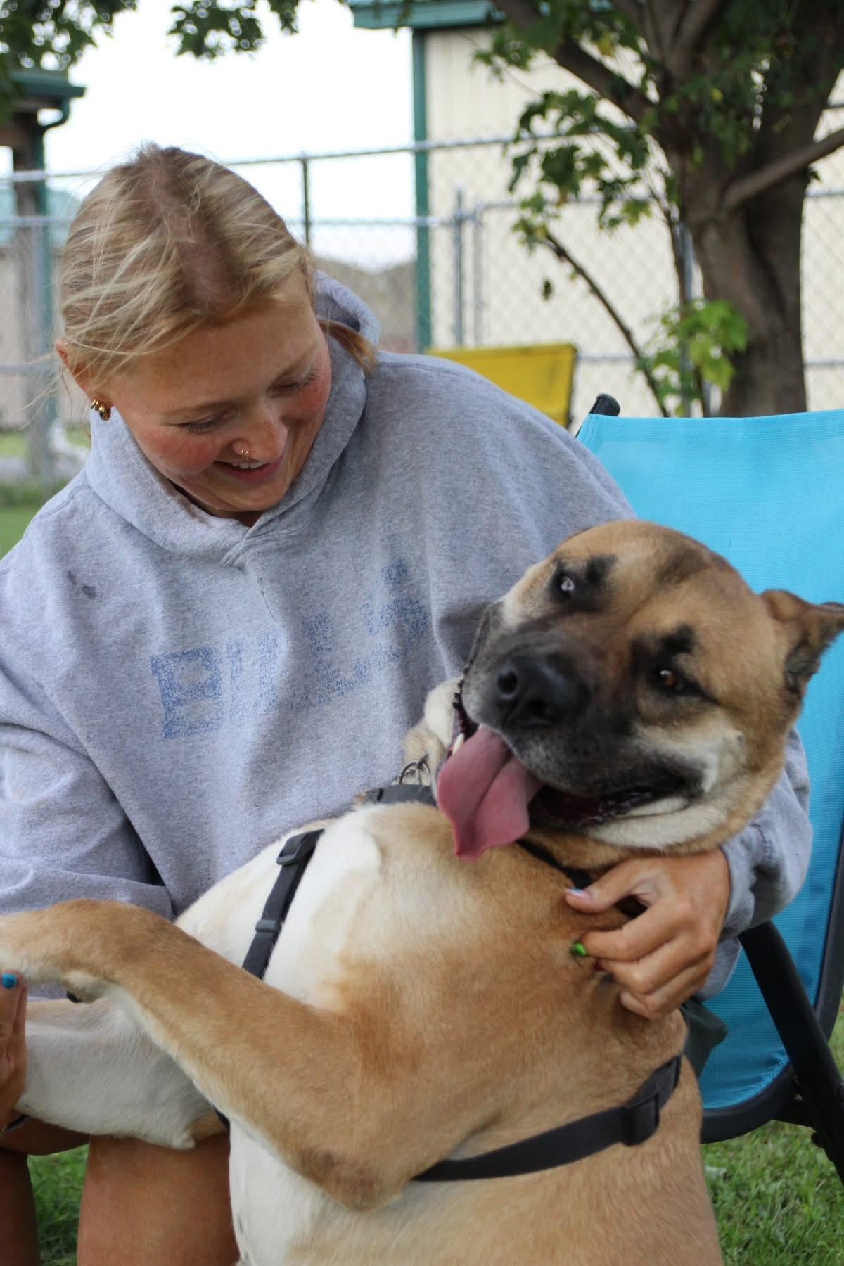 Enlarge Harrison, a Adoptable mixed breed in Dunkirk, NY image 5/5