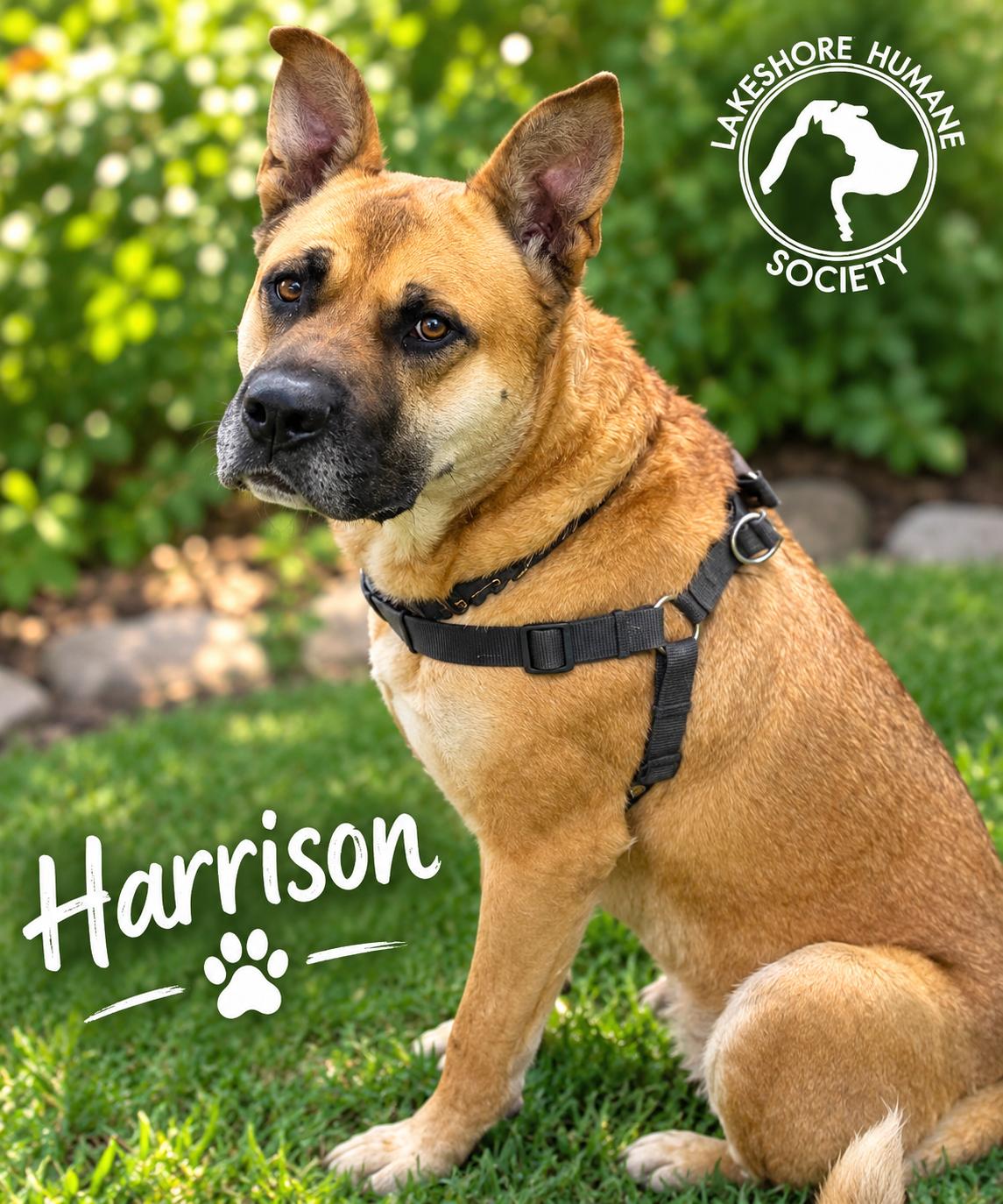 Enlarge Harrison, a Adoptable mixed breed in Dunkirk, NY image 4/5