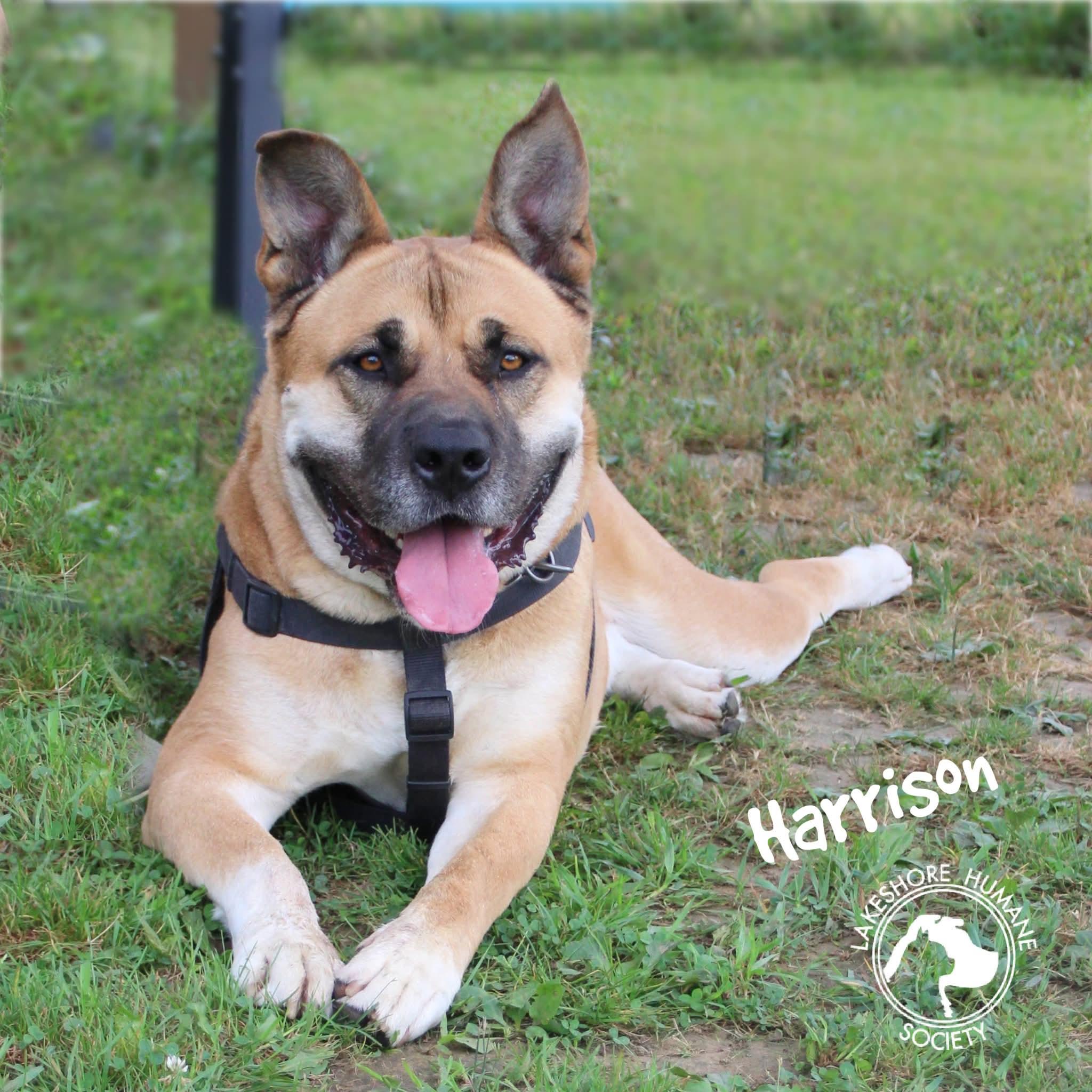 Enlarge Harrison, a Adoptable mixed breed in Dunkirk, NY image 1/5