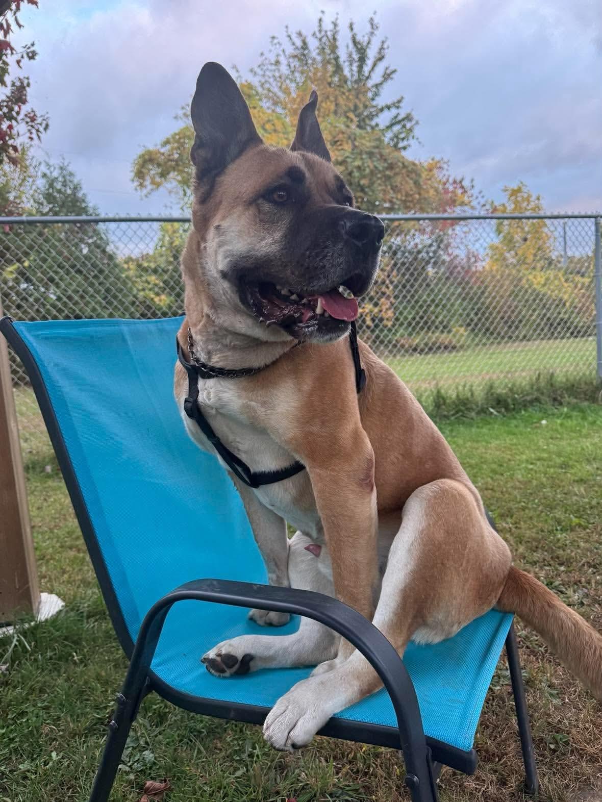 Enlarge Harrison, a Adoptable mixed breed in Dunkirk, NY image 2/5