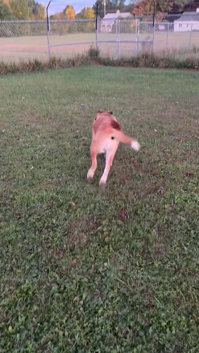 Enlarge Harrison, a Adoptable mixed breed in Dunkirk, NY video 3/5