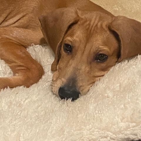 Enlarge Ollie, an adopted mixed breed in CHURCHVILLE, NY image 2/3