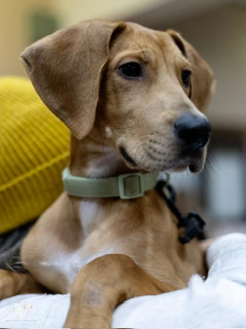 Enlarge Ollie, an adopted mixed breed in CHURCHVILLE, NY image 1/3