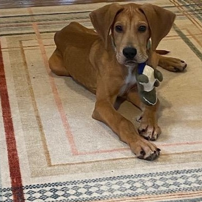 Enlarge Ollie, an adopted mixed breed in CHURCHVILLE, NY image 3/3