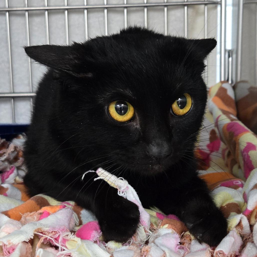 Starlord, Adoptable, Adult Male Domestic Short Hair.