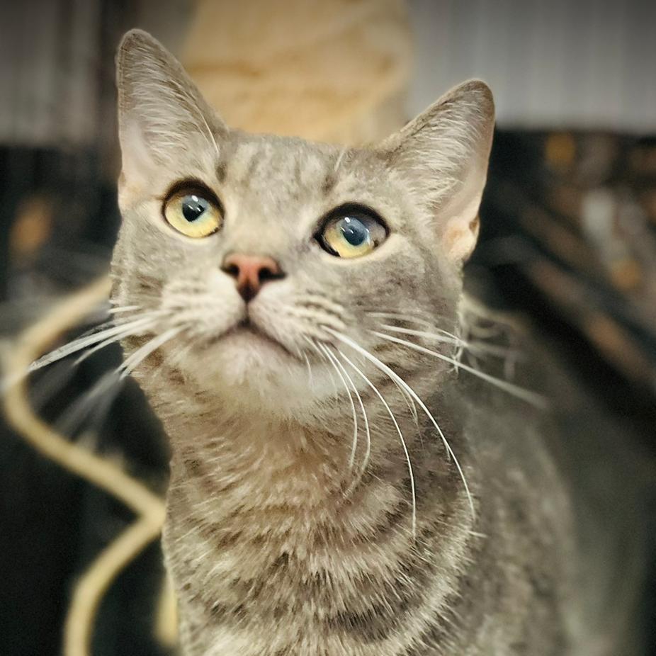 Nyla, Adoptable, Adult Female Domestic Short Hair.