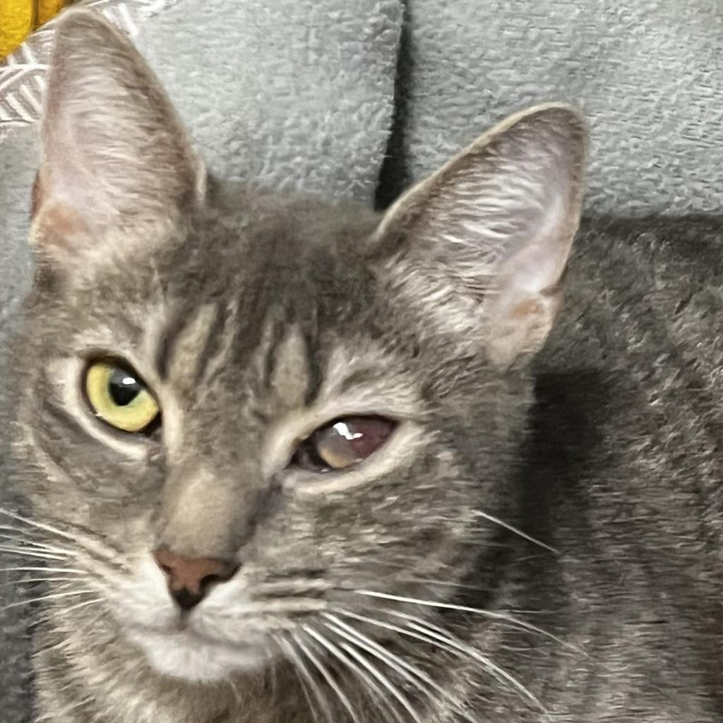 Enlarge Nyla, a Adoptable Domestic Short Hair in Winchester, VA image 2/2