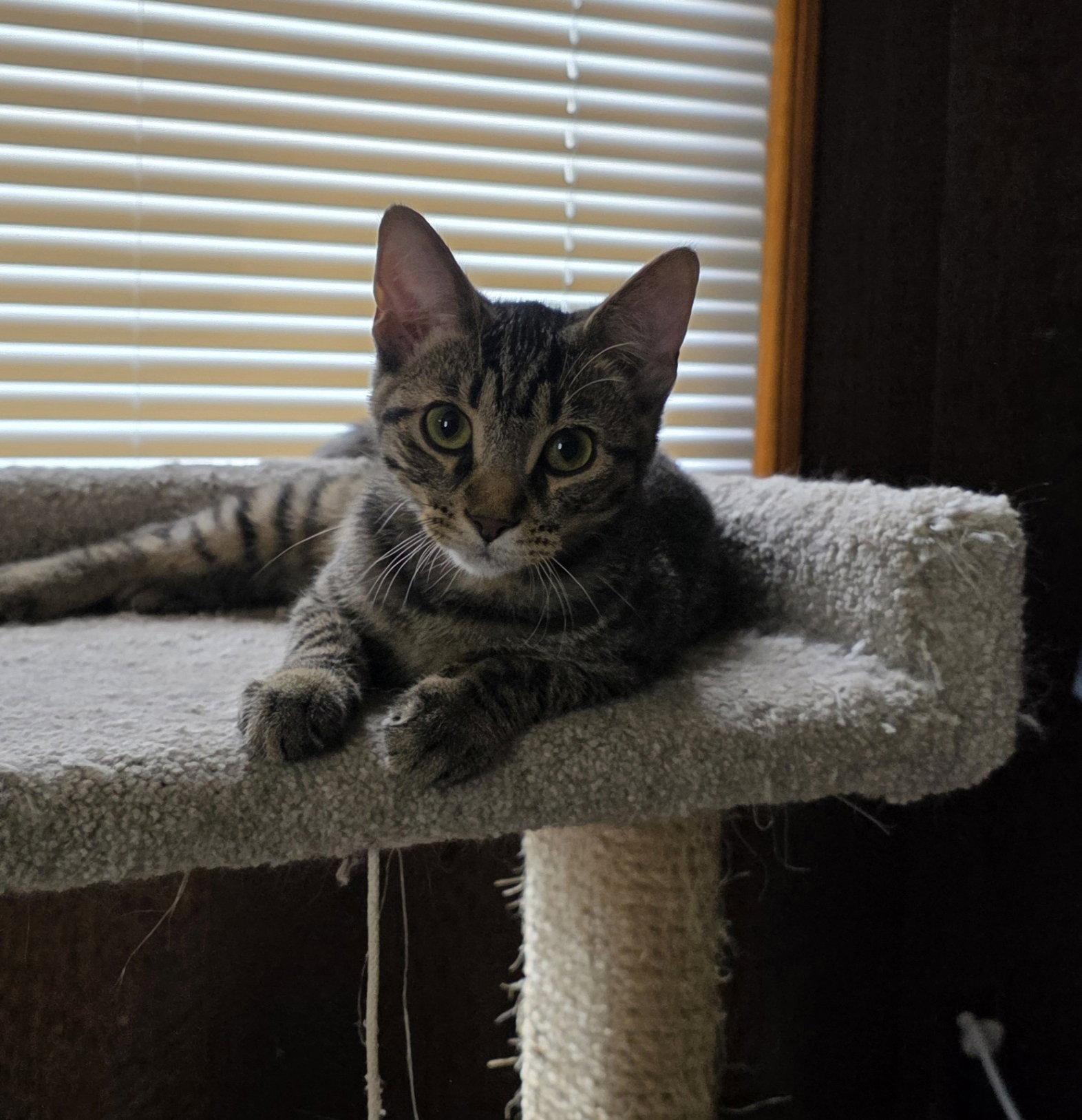 Phineas, Adoptable, Young Male Domestic Short Hair.