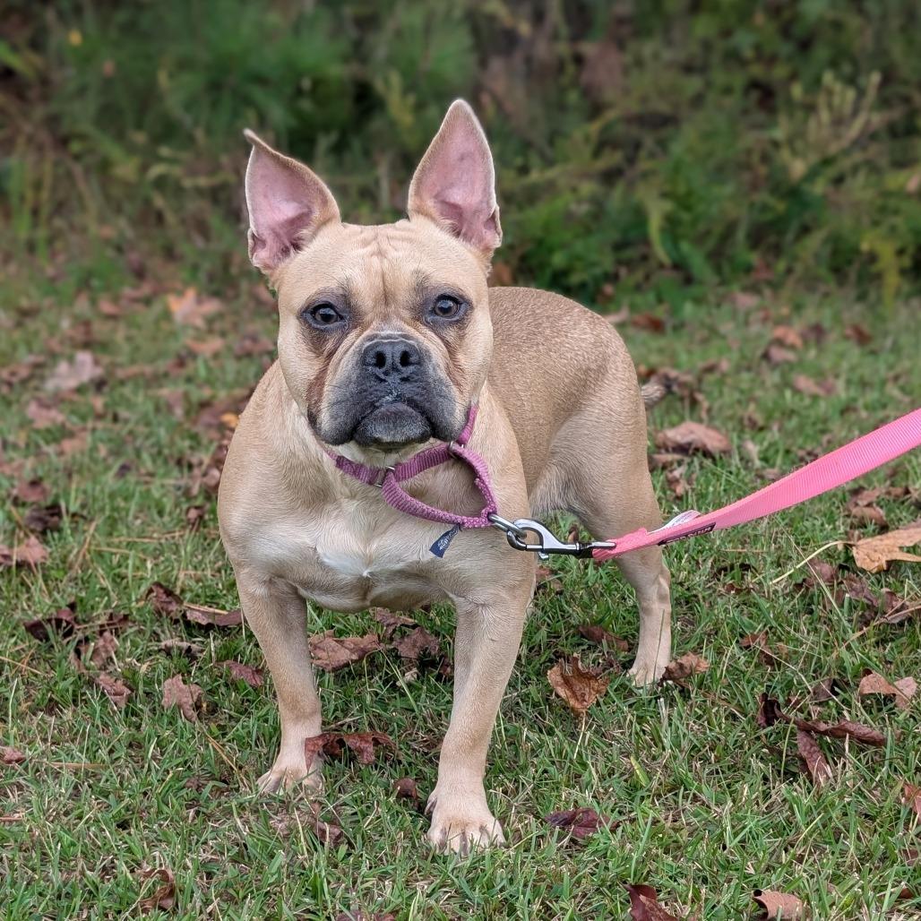 Lil Prissy Pants 08-1613, Adoptable, Adult Female French Bulldog & Pit Bull Terrier.
