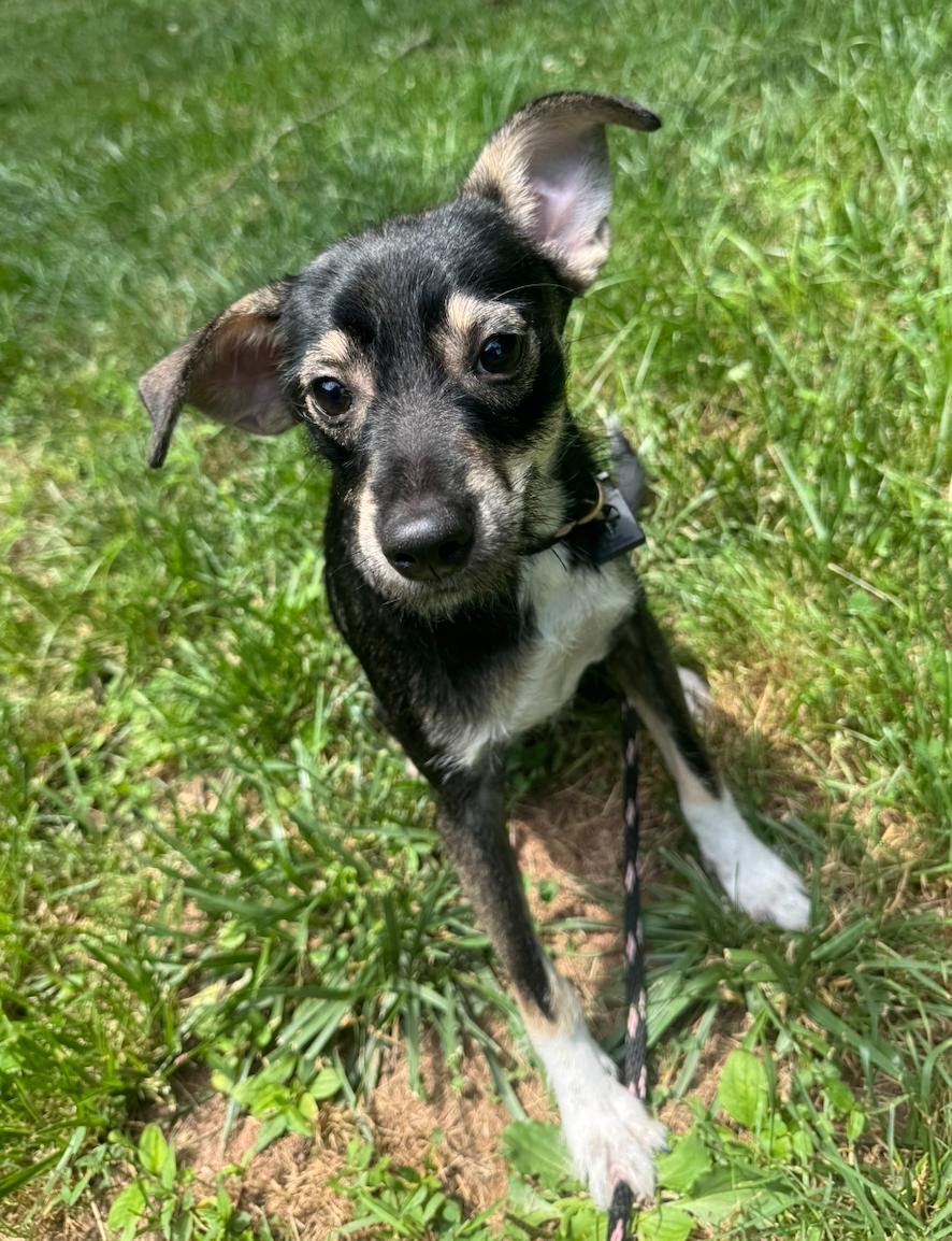 Tubby, Adoptable, Puppy Male Terrier & Mixed Breed.