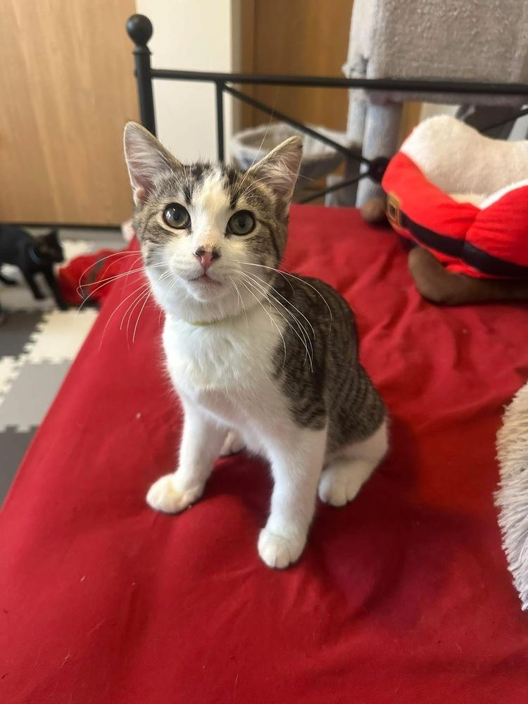Quintillis, Adoptable, Kitten Male Domestic Short Hair & Tabby.