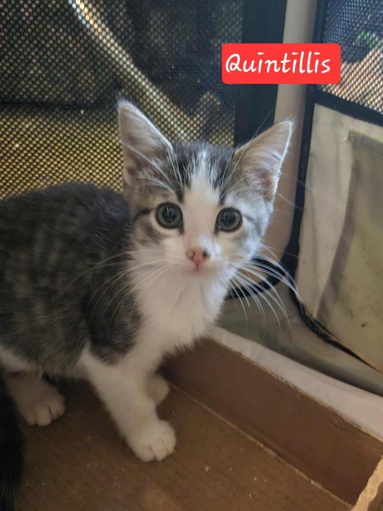 Quintillis, a Adoptable mixed breed in Poplar Grove, IL image 2/6