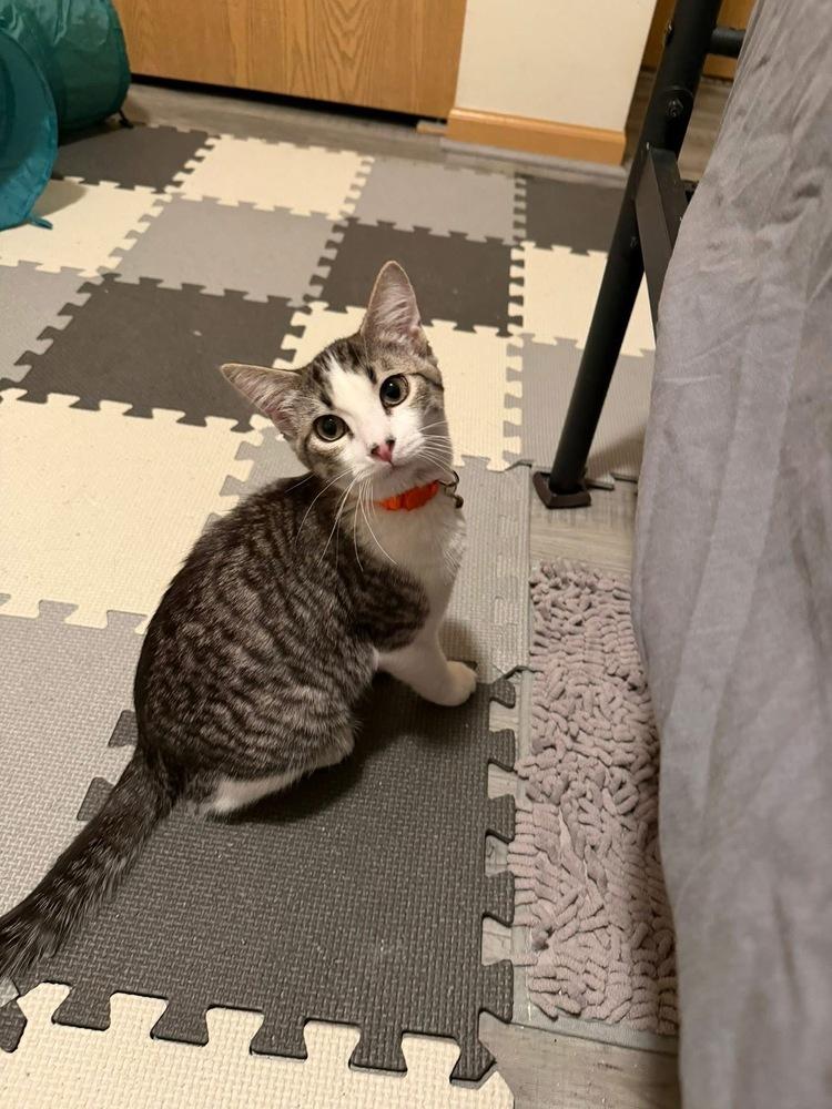 Enlarge Quintillis, a Adoptable mixed breed in Poplar Grove, IL image 4/5