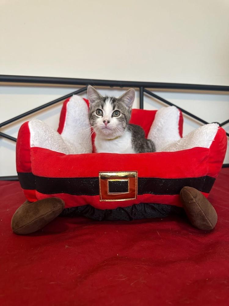 Quintillis, a Adoptable mixed breed in Poplar Grove, IL image 4/6