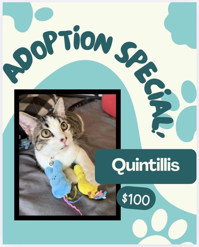 Enlarge Quintillis, a Adoptable mixed breed in Poplar Grove, IL image 5/5