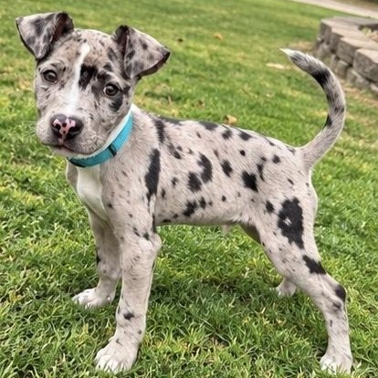 Enlarge Frankie, a Adopted mixed breed in Chicago, IL image 2/6