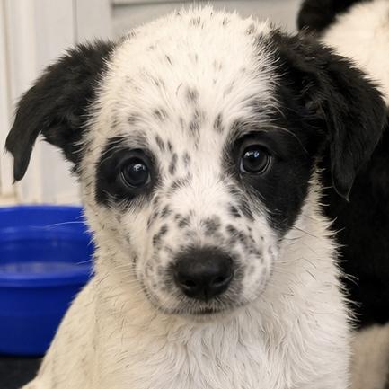 Otho, a Adoptable mixed breed in Hillsborough, NJ image 3/6