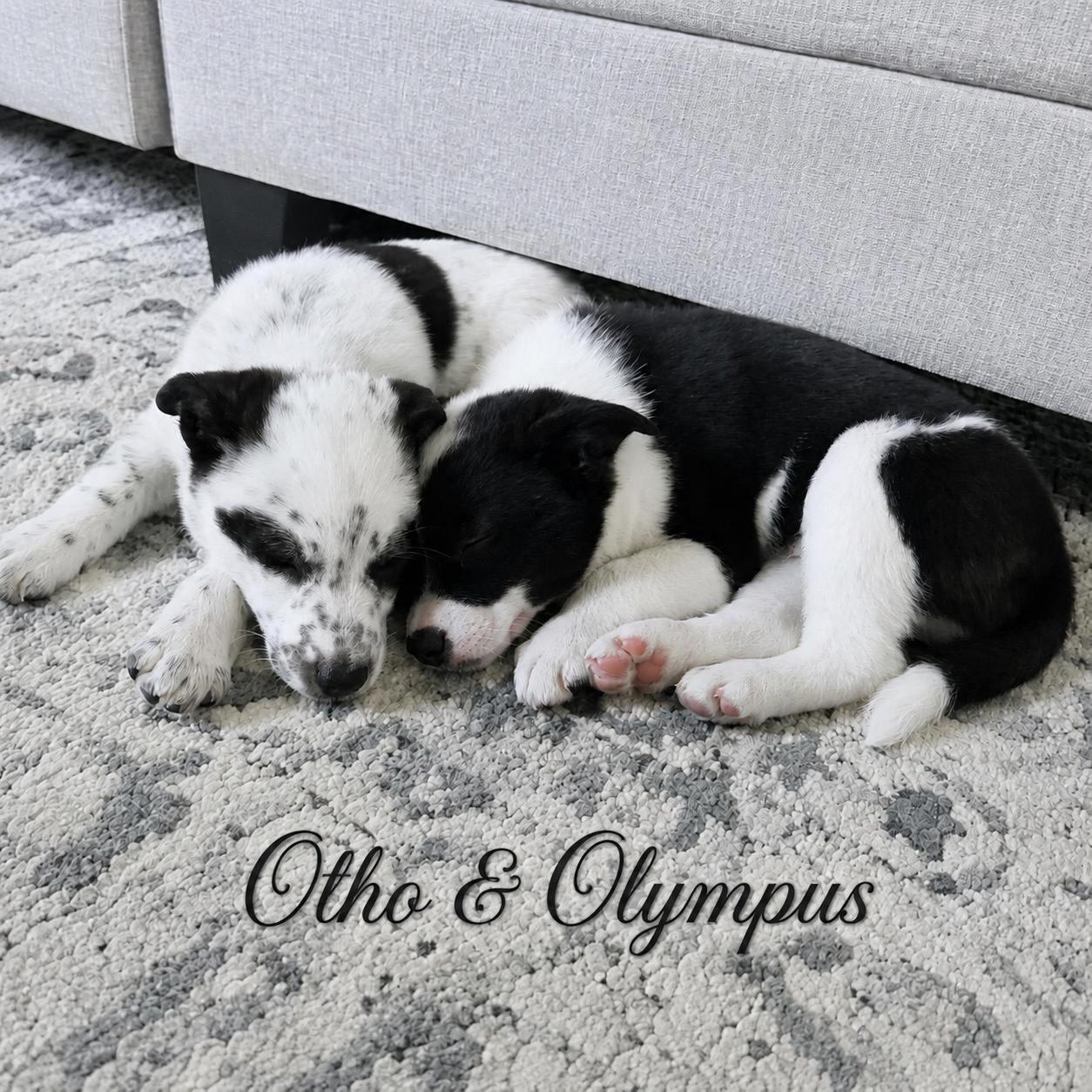 Otho, a Adoptable mixed breed in Hillsborough, NJ image 5/6