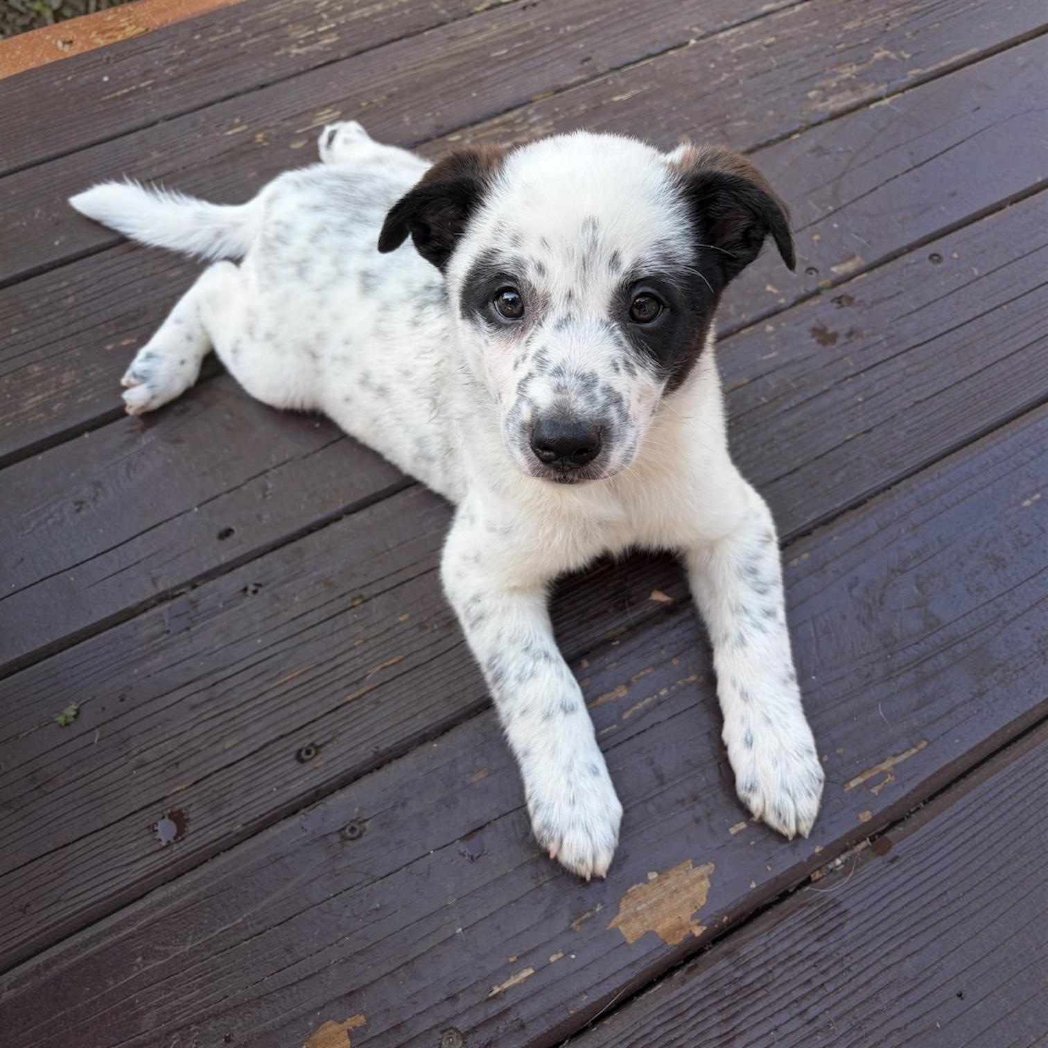 Otho, a Adoptable mixed breed in Hillsborough, NJ image 2/6