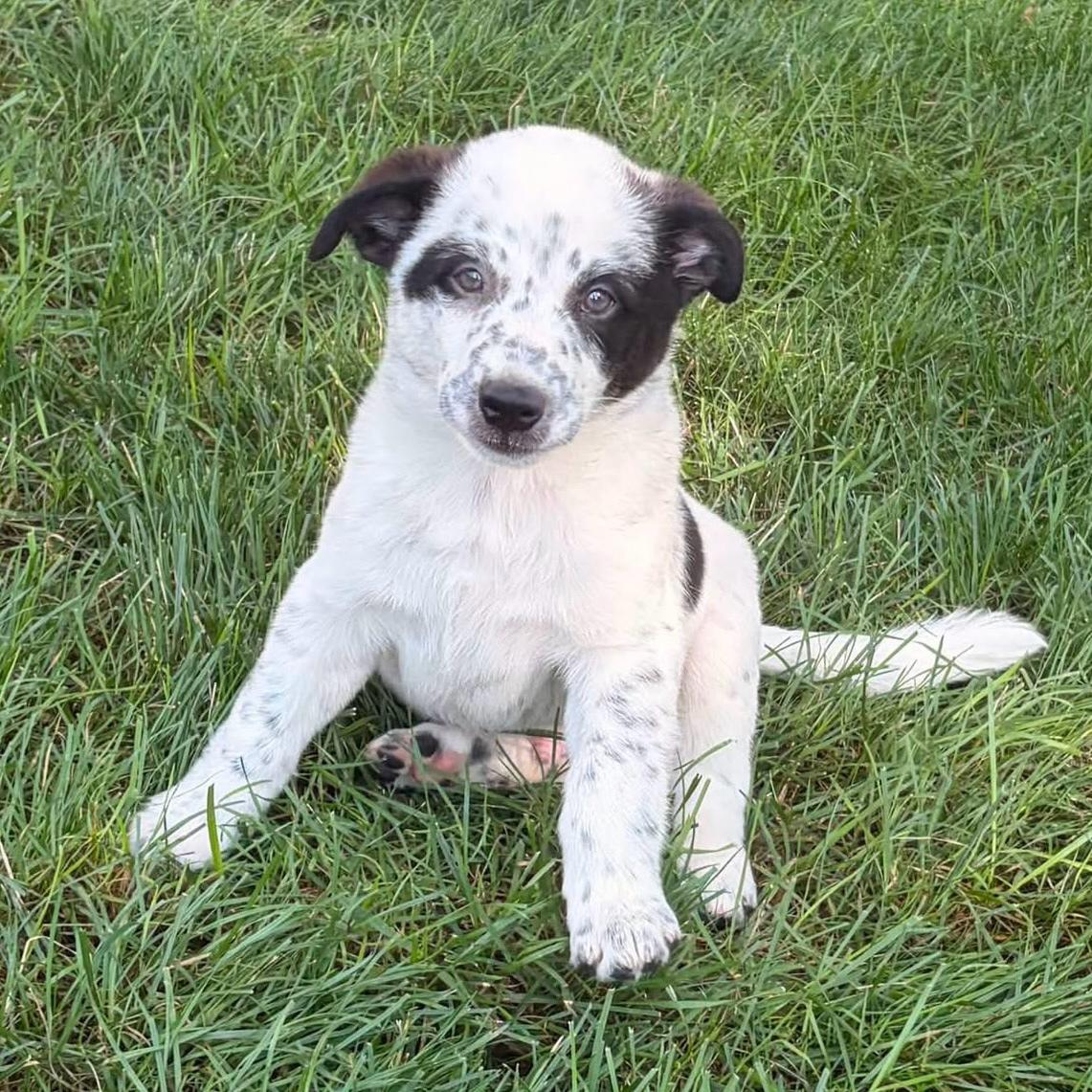 Otho, a Adoptable mixed breed in Hillsborough, NJ image 4/6